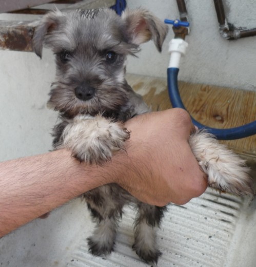 AQUI TENIA 2 MESES EL PELO MAS OBSCURO Y ES SU PRIMER BAÑO